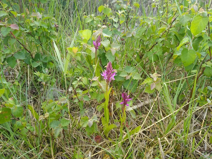 Seltene Orchideen in Victorbur das Gefleckte Knabenkraut