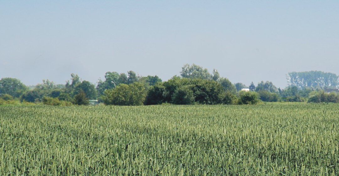 Verfüllung im Feld Reinkenhagen