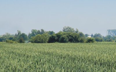 Verfüllung im Feld Reinkenhagen