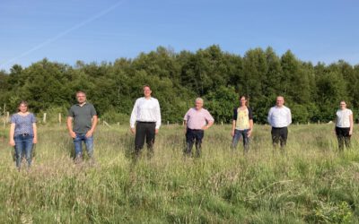 Schafe als unerlässliche Landschaftspfleger